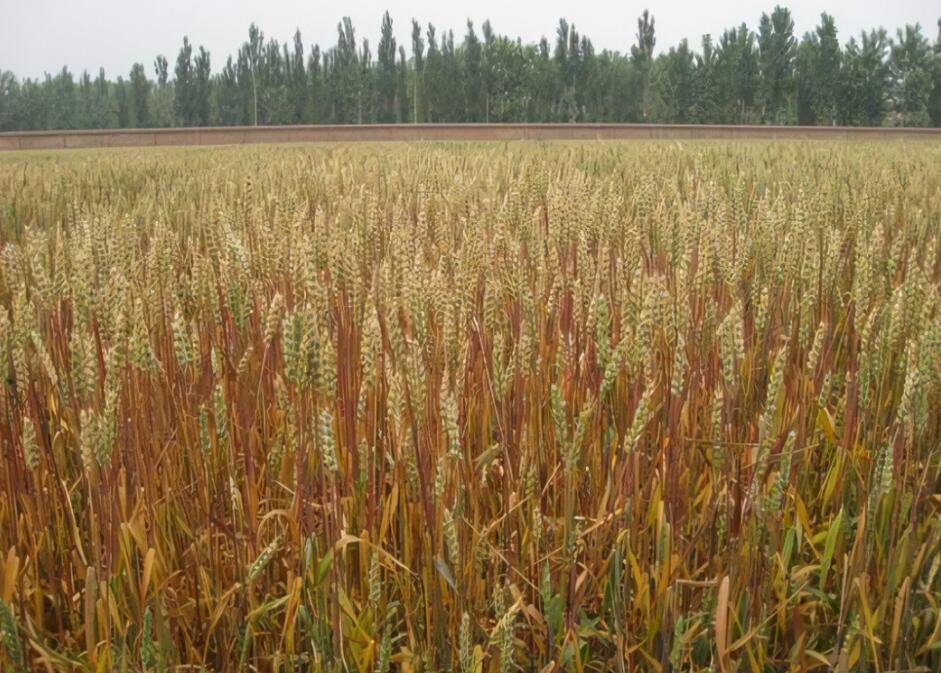  p>三餐黑麦一号是河北三餐农业科技有限公司以黑小麦76号为母本,石