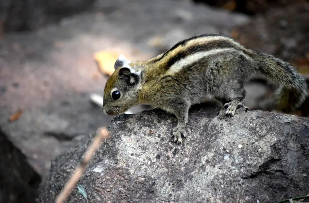 隐纹花松鼠青平亚种