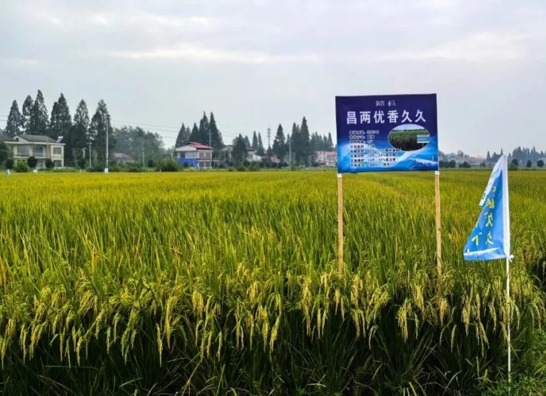 data-id="gnbjgc455m">昌两优香久久是一个水稻品种,籼型两系杂交水稻
