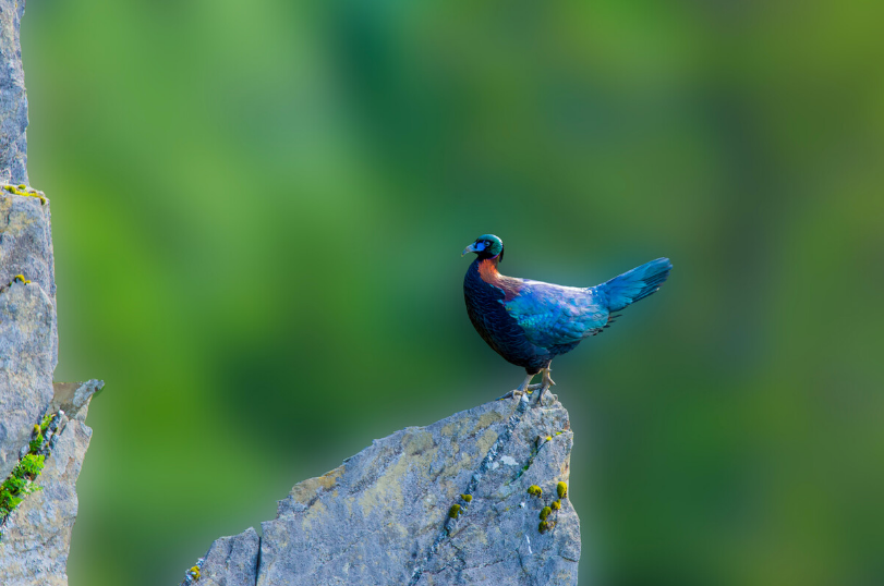 绿尾虹雉：高山上的“彩虹鸟”_百科TA说