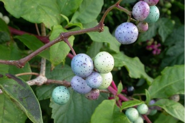 九龙山乌头叶蛇葡萄群体