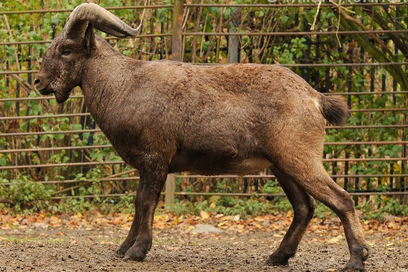 高加索羱羊(学名:  i>capra cylindricornis /i>):是偶蹄目,牛科,山羊