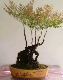 南天竹（小檗科南天竹属植物）_百度百科