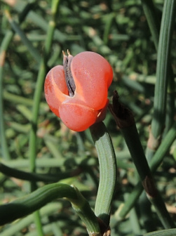 木贼麻黄