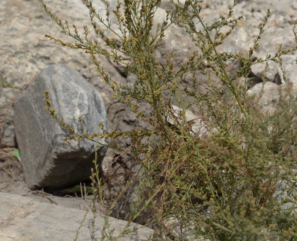  p>新疆绢蒿(学名: i>seriphidium kaschgaricum /i> (krasch.