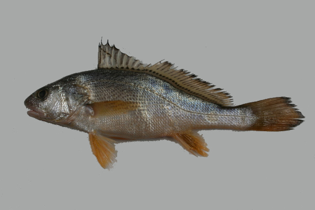  p>黄姑鱼(学名: i>nibea albiflora) /i>是石首鱼科,黄姑鱼属鱼类.