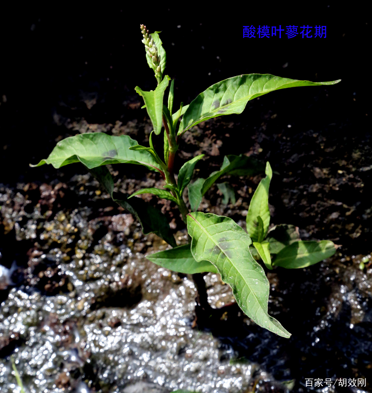 蓼科酸模叶蓼花、花序、花群体、果序、果群体、根、茎及叶原图_百科TA说