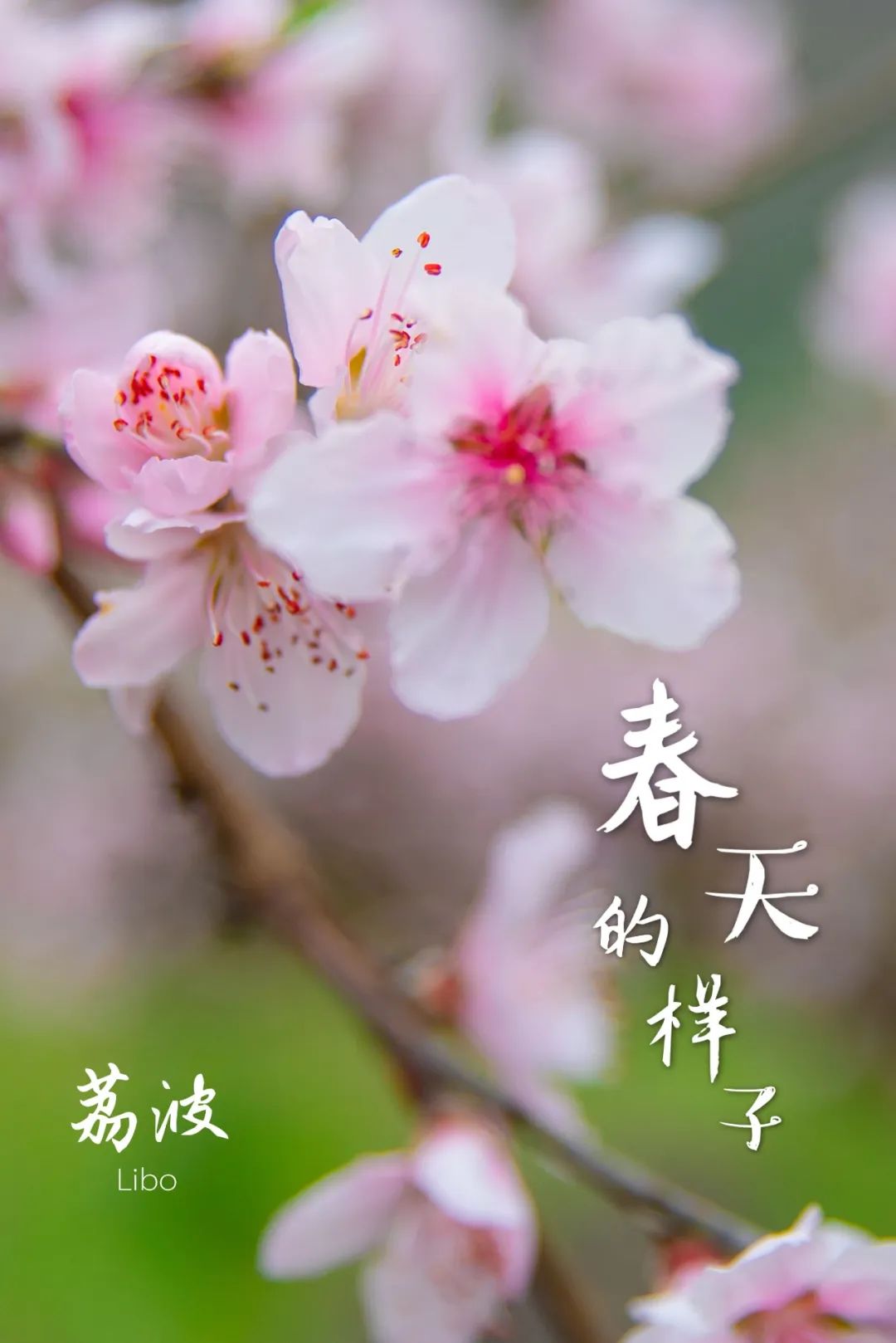 今日春分，这就是荔波春天的样子！_百科TA说