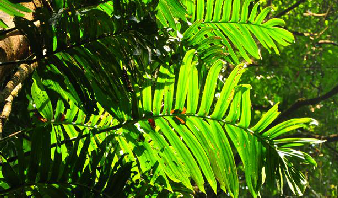  p> b>粗茎崖角藤 /b>(学名: i>rhaphidophora crassicaulis /i>),是 