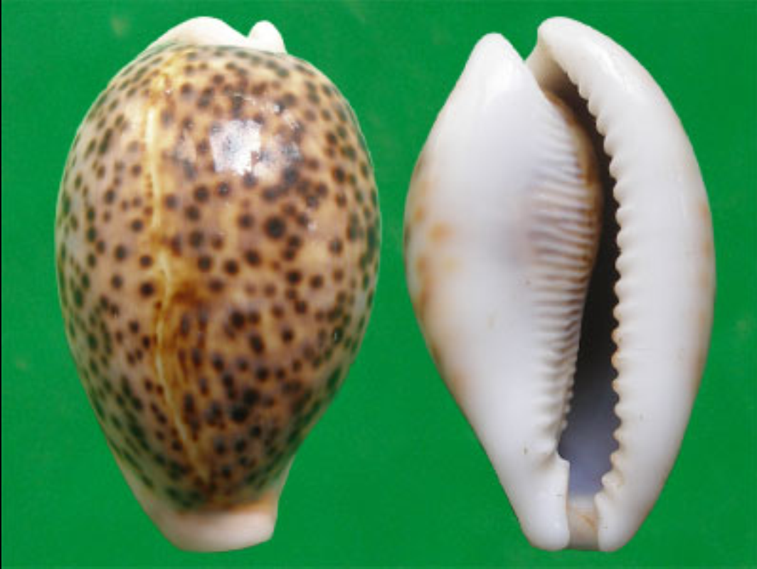  p>花豹宝螺(学名:cypraea pantherina )是腹足纲宝螺科的软体动物.