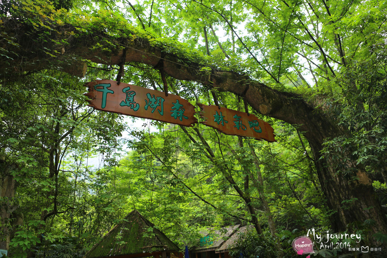 千岛湖森林氧吧