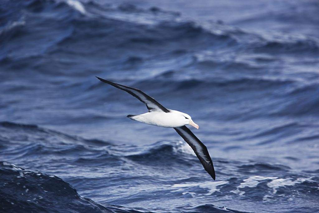  p>黑眉信天翁( i>thalassarche melanophrys /i>)是一种大型及分布最