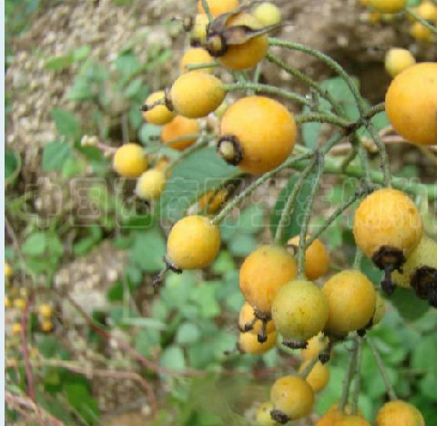  p>拟木香(学名: i>rosa banksiopsis baker /i>)是一种 a href="#"