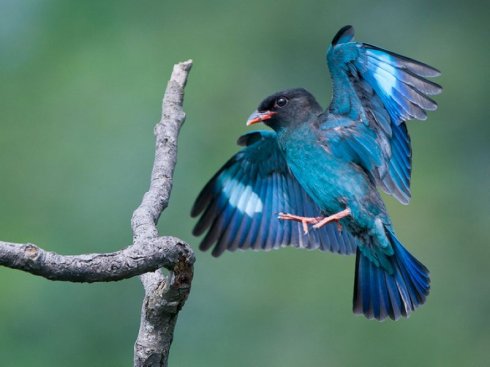  p>三宝鸟(学名: i>eurystomus orientalis /i>)佛法僧科三宝鸟属的