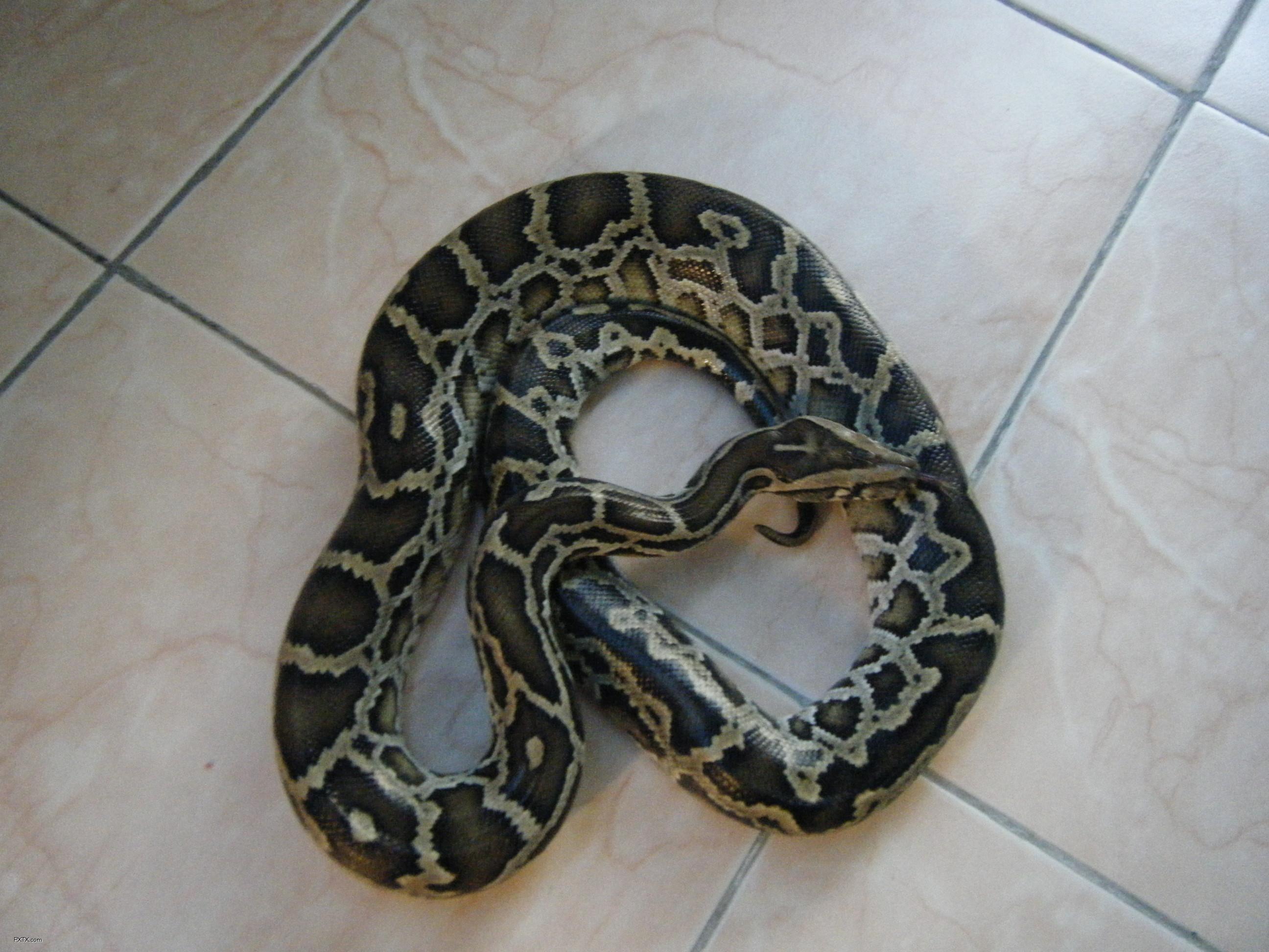 bivittatus /i>)也有人称为缅甸岩蟒,又叫南蛇,琴蛇,双带蚺,是aa