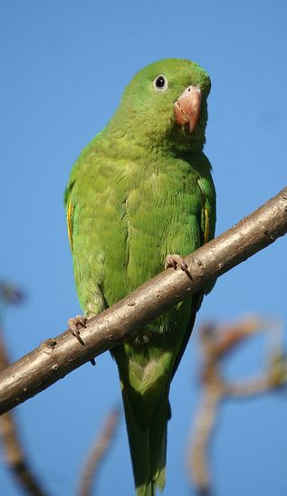  p>黄翅斑鹦哥(学名:brotogeris chiriri)是典型的
