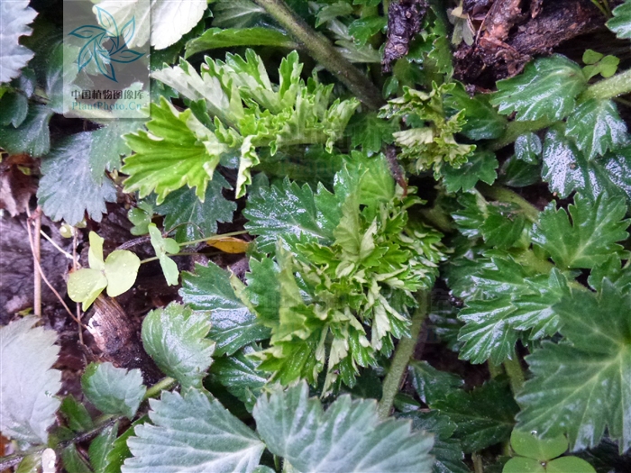  p>柔毛路边青,多年生草本.须根,簇生.