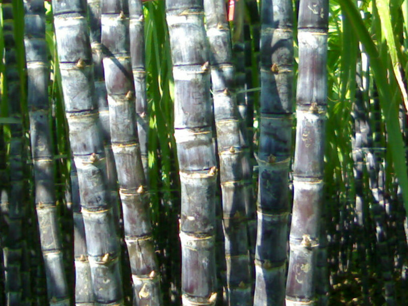  p>甘蔗,(学名:saccharum officinarum英文名:sugarcane)甘蔗属