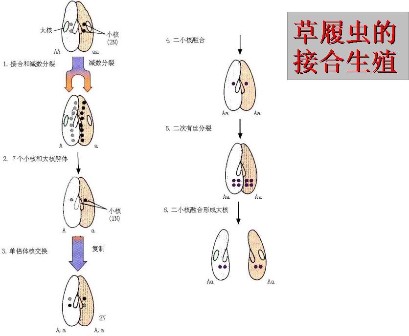 大草履虫