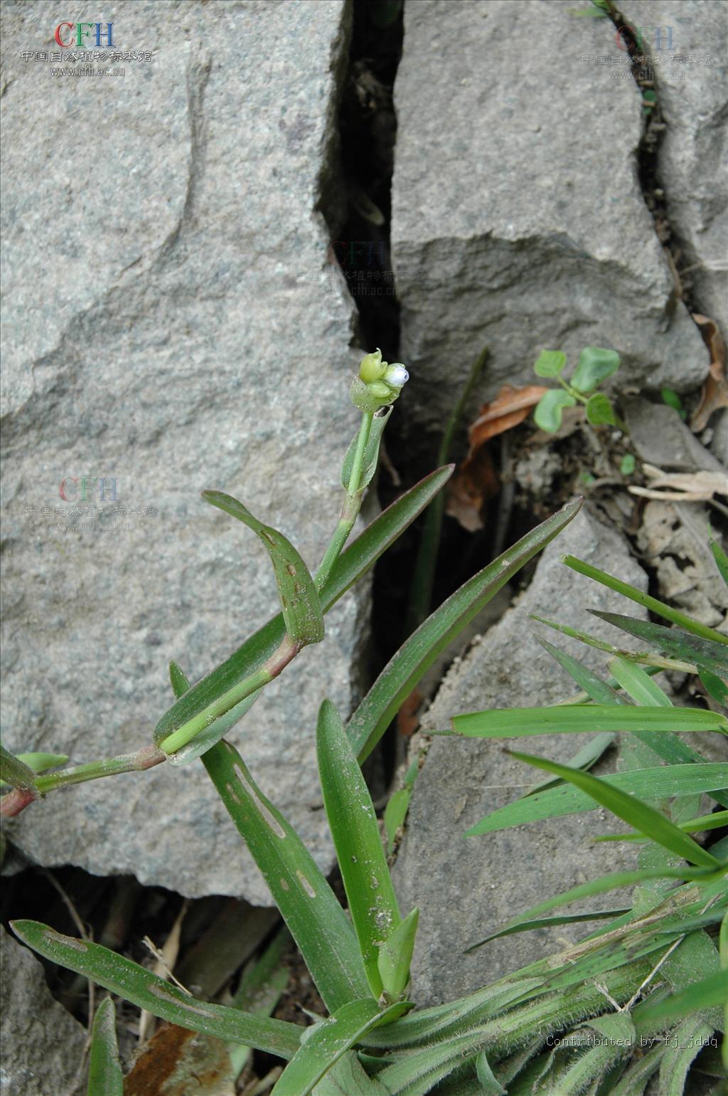  p>裸花水竹叶为多年生草本.须根发达.