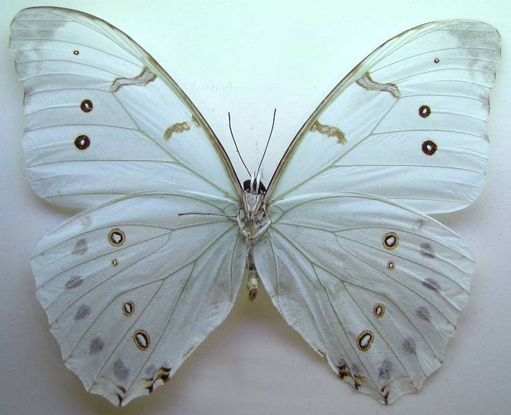  p>大白闪蝶(学名:morpho luna),鳞翅目 a href="#">蛱蝶科 /a>闪蝶属