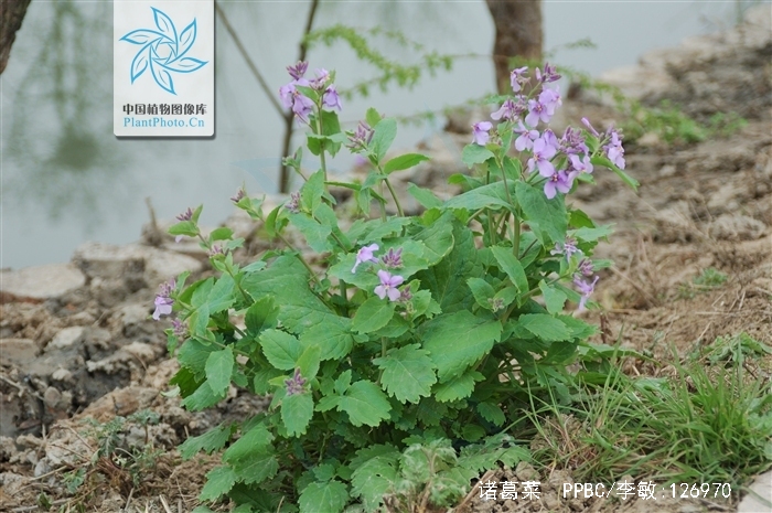  p>诸葛菜(学名: i>orychophragmus violaceus  /i>(l.) o. e.