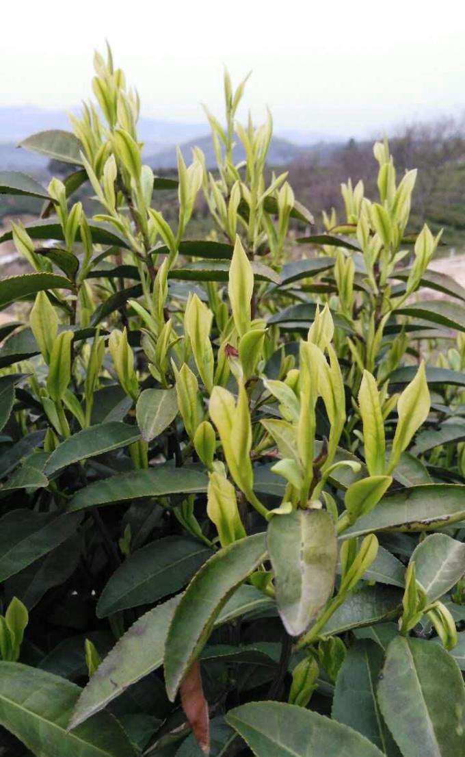 天目湖白茶