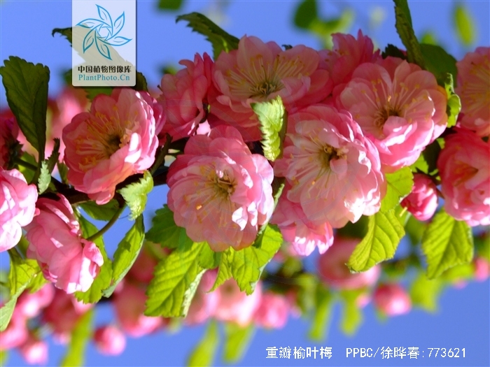 重瓣榆叶梅