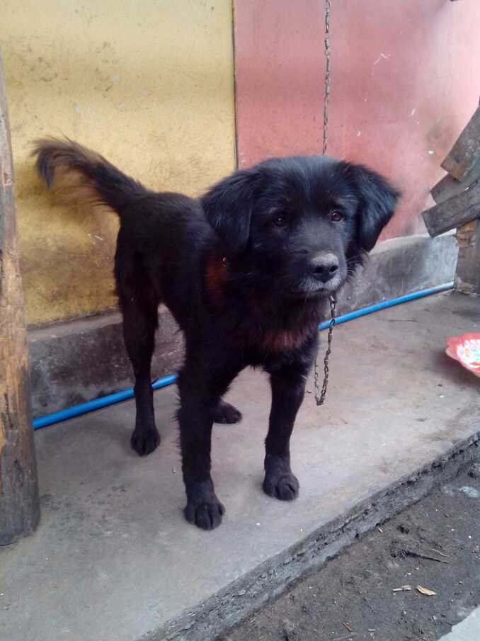 是彝族人常用的猎犬,当地人称撵山狗,成群狩猎威力无穷,移动灵活,凶猛