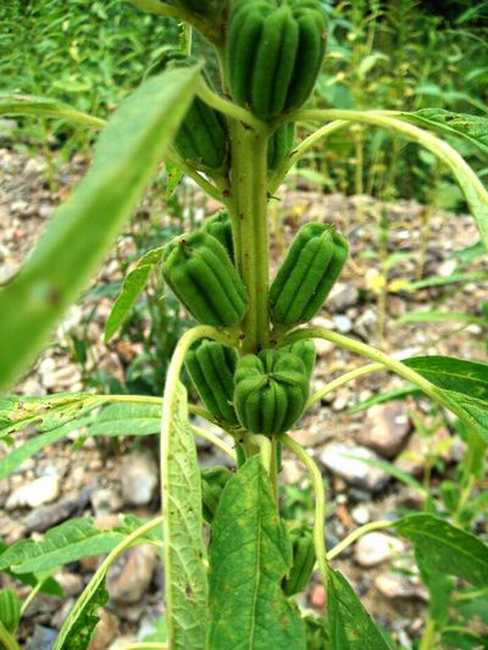  p>黑芝麻( i>semen sesami nigrum /i>)是胡麻科胡麻属植物.