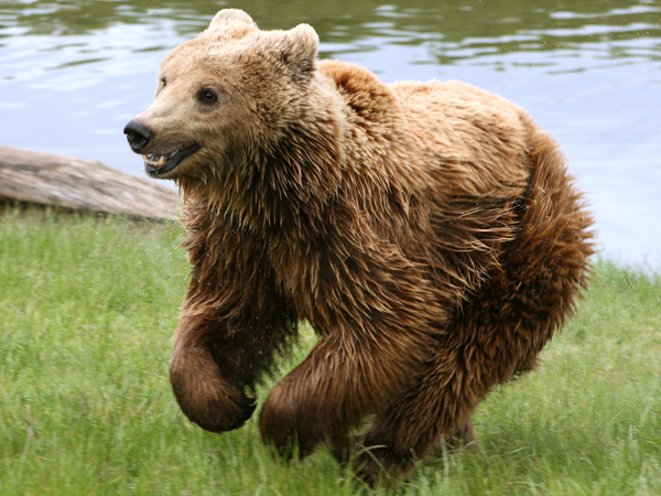  p>国兽( b>national animals /b>):与 a href