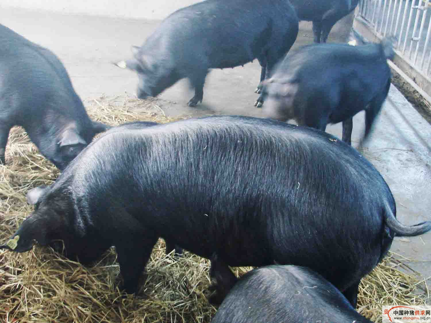  p>大花白猪为脂肉兼用型,现主要分布于广东省中部和北部地.