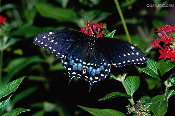 黑凤蝶