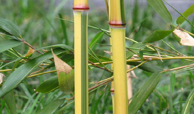 p>金镶玉竹(学名: i>phyllostachys aureosulcata  /i>mcclure 