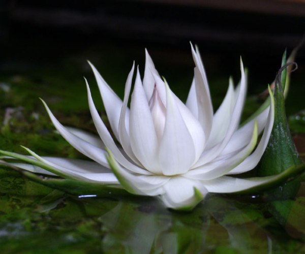  p>兔耳睡莲(学名: i>nymphaea /i>  i>oxypetala /i> planch.