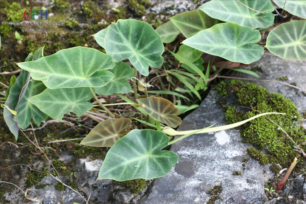  p>岩芋属( a target="_blank" href="/item