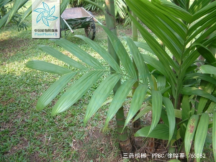  p>三药槟榔(学名: i>areca /i>  i>triandra /i> roxb. ex buch.