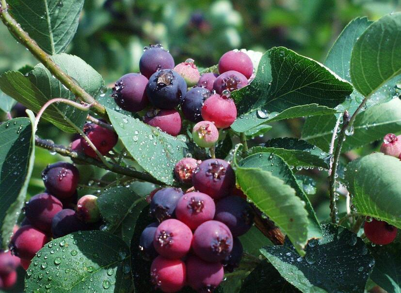  p>唐棣属,约25种,分布于 a target="_blank" href="/item/北温带">北