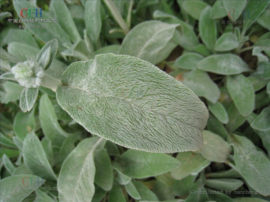  p>毛水苏,中药名.