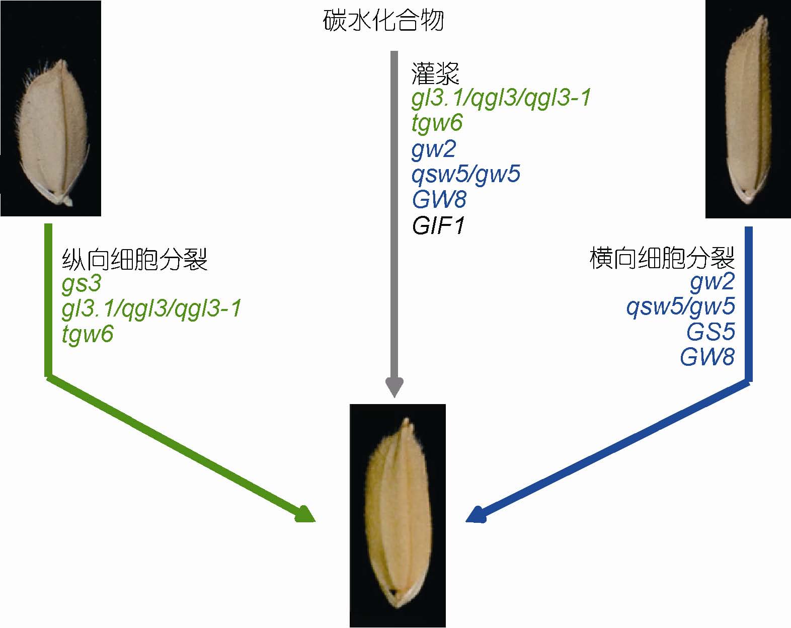 差异只能用数量来区别, a target="_blank" href="/item/变异/341182"