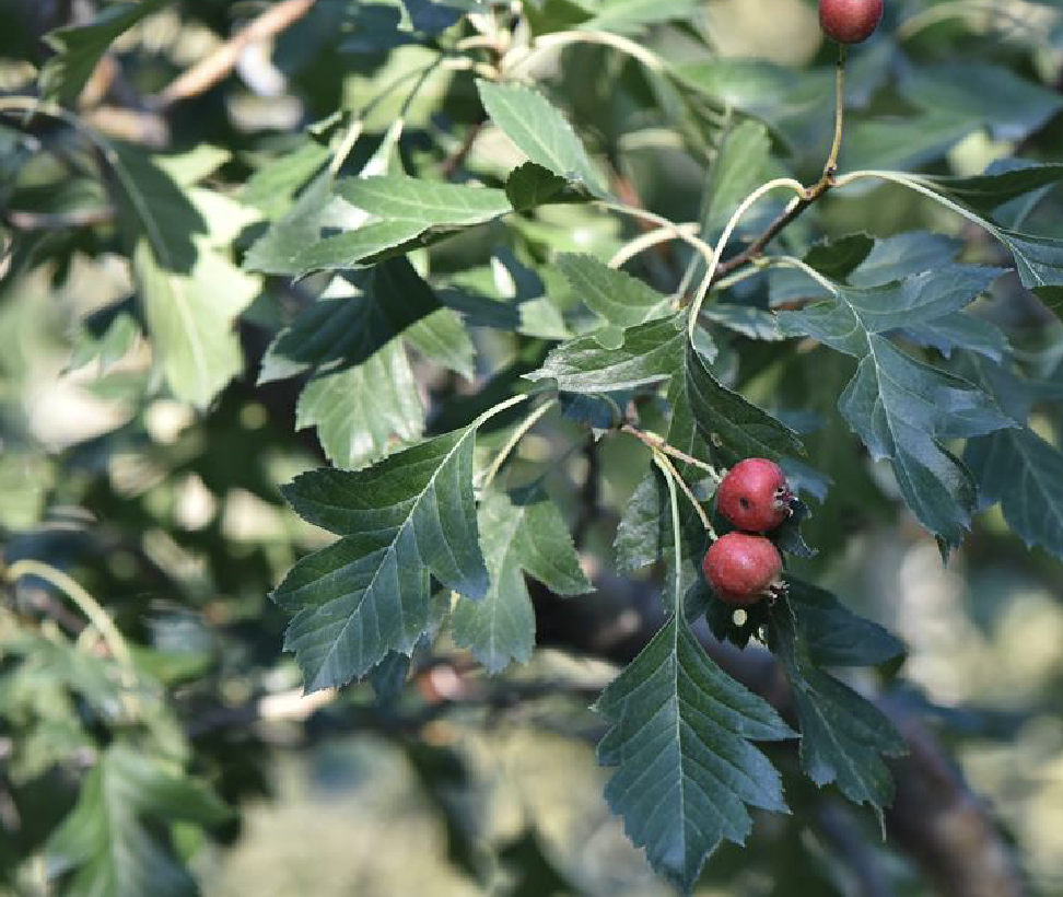  p>准噶尔山楂(学名: i>crataegus songarica /i> k.