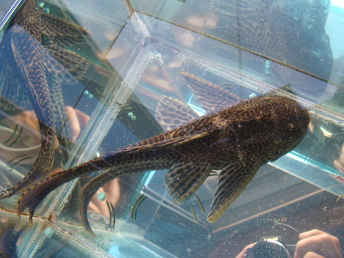  p data-id="gnc0n0d63x">清缸夫,鱼的一个种类,原产地为 a target="