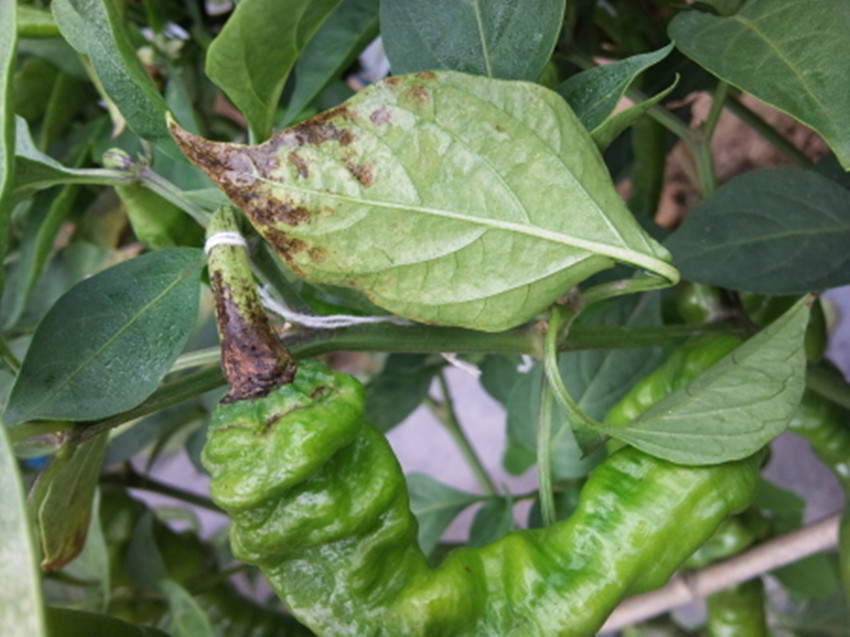  p>西花蓟马是 a target="_blank" href="/item/蓟马科/5024037" data