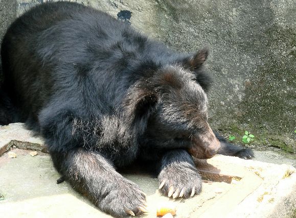 台湾黑熊