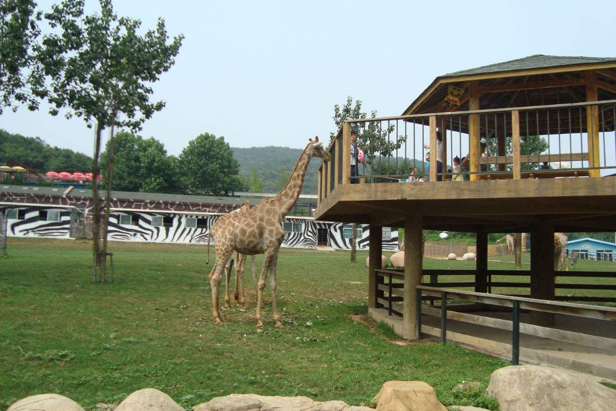 大连森林动物园一期