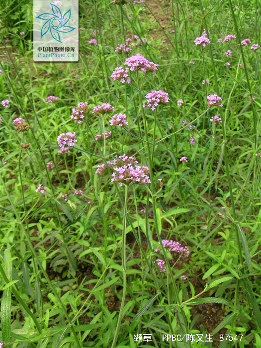  p>缬草(拉丁学名: i>valeriana officinalis /i> l.