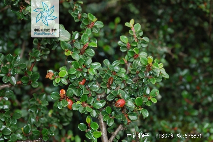  p>中甸栒子(学名: i>cotoneaster langei  /i>klotz)是蔷薇科栒子属