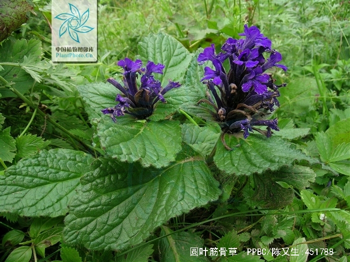 5厘米,花较少,产四川西部,生于多石草地上,海拔3900-4300米.