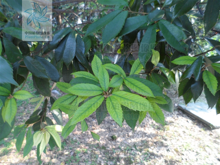  p>赤皮青冈(学名: i>cyclobalanopsis gilva /i> (blume) oerst)是