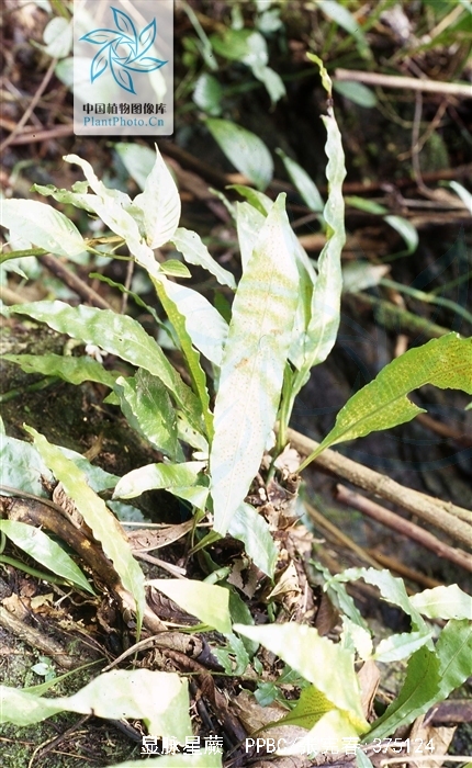 microsorum zippelii (blume) ching